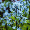 10 SHINING BLUESTAR Ozark or Showy Blue Star Amsonia Illustris Flower Seeds