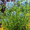 10 SHINING BLUESTAR Ozark or Showy Blue Star Amsonia Illustris Flower Seeds