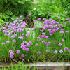 500 CHIVE Allium Schoenoprasum Vegetable Seeds
