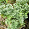 500 ABSINTHE WORMWOOD Common Artemisia Absinthium Green Ginger Herb Flower Seeds