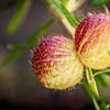 10 BALLOON MILKWEED Hairy Balls Butterfly Weed Asclepias Gomphocarpus Physocarpus Monarch Flower Seeds