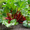 25 VICTORIA RHUBARB aka Pieplant Rheum Rhabarbarum Perennial Fruit Vegetable Seeds