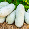 20 WAX GOURD Winter Melon White Ash Benincasa Hispida Vegetable Seeds
