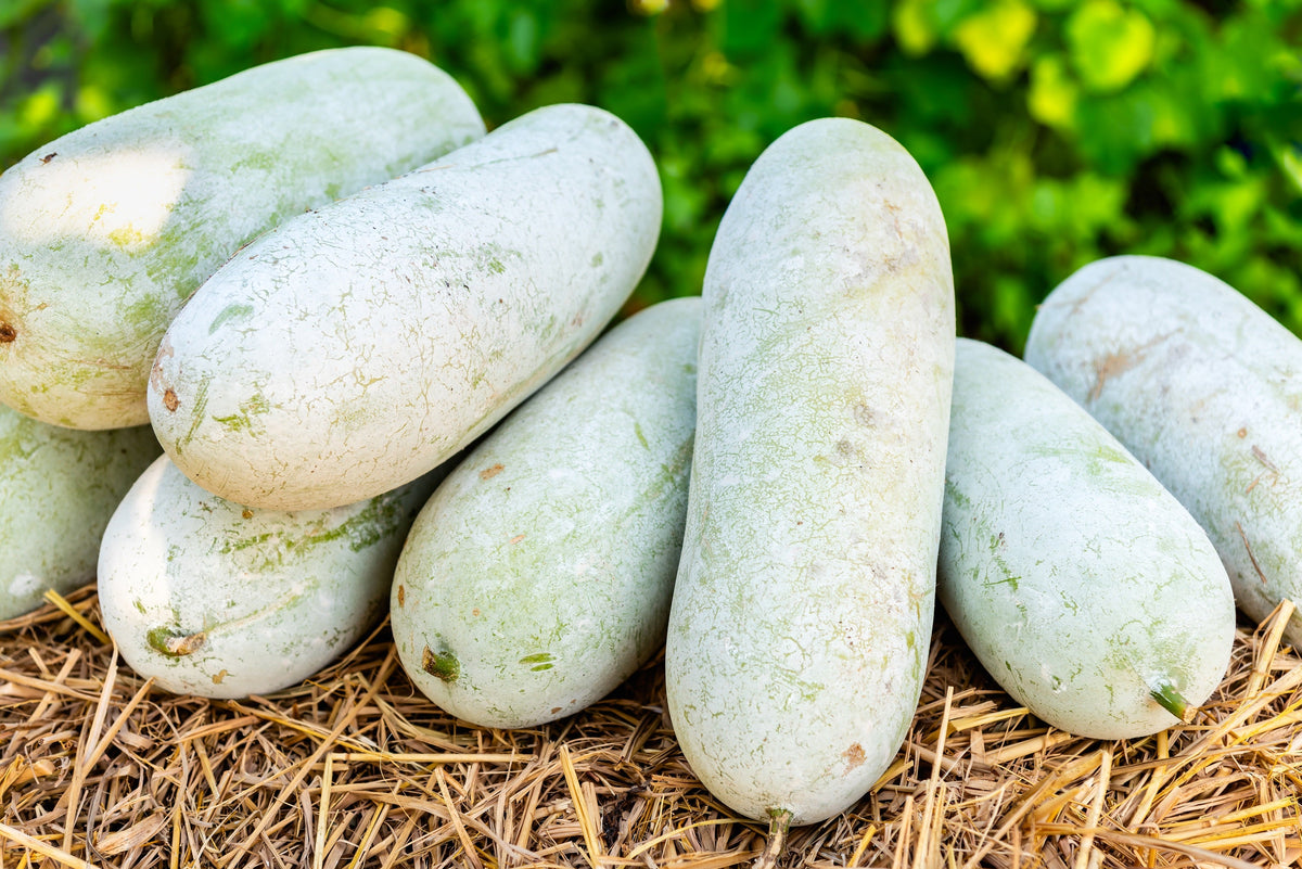 Wax Gourd Seeds – Winter Melon White Ash Benincasa Hispida Vegetable