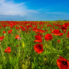 Red American Legion (Corn / Shirley / Flanders) Poppy Papaver Rhoeas Flower Seeds – photo 5
