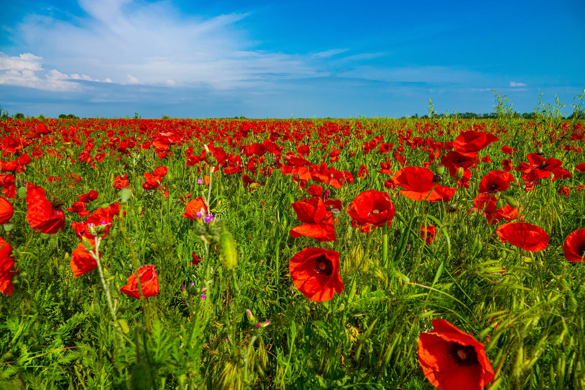 Red American Legion (Corn / Shirley / Flanders) Poppy Papaver Rhoeas Flower Seeds – photo 5