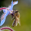 100 Blue Star BORAGE HERB Borago Officinalis Flower Seeds