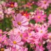 300 DWARF PINK COSMOS Cosmos Bipinnatus Flower Seeds