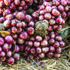 100 SCARLET BANDIT Bunching ONION Red Allium Cepa Vegetable Seeds