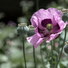 1000 SINGLE LILAC POPPY Papaver Somniferum Purple Heirloom Flower Seeds