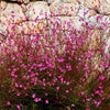 100 Pink GAURA WHIRLING BUTTERFLIES Gaura Biennis Flower Seeds