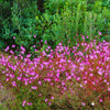 100 Pink GAURA WHIRLING BUTTERFLIES Gaura Biennis Flower Seeds