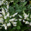 50 WHITE BUTTERFLY BUSH Buddleja Davidii Flower Seeds