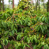 15 ARABICA COFFEE Tree Shrub Seeds - Grow your own coffee!