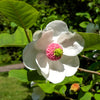 10 OYAMA MAGNOLIA TREE White Pink Flower Pink Pod Sieboldii Siebolds Shrub Seeds