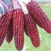 35 BLOODY BUTCHER Red CORN Edible & Ornamental Heirloom Zea Mays Vegetable Seeds