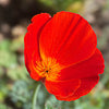 100 RED CALIFORNIA POPPY Eschscholzia Californica Native Flower Seeds