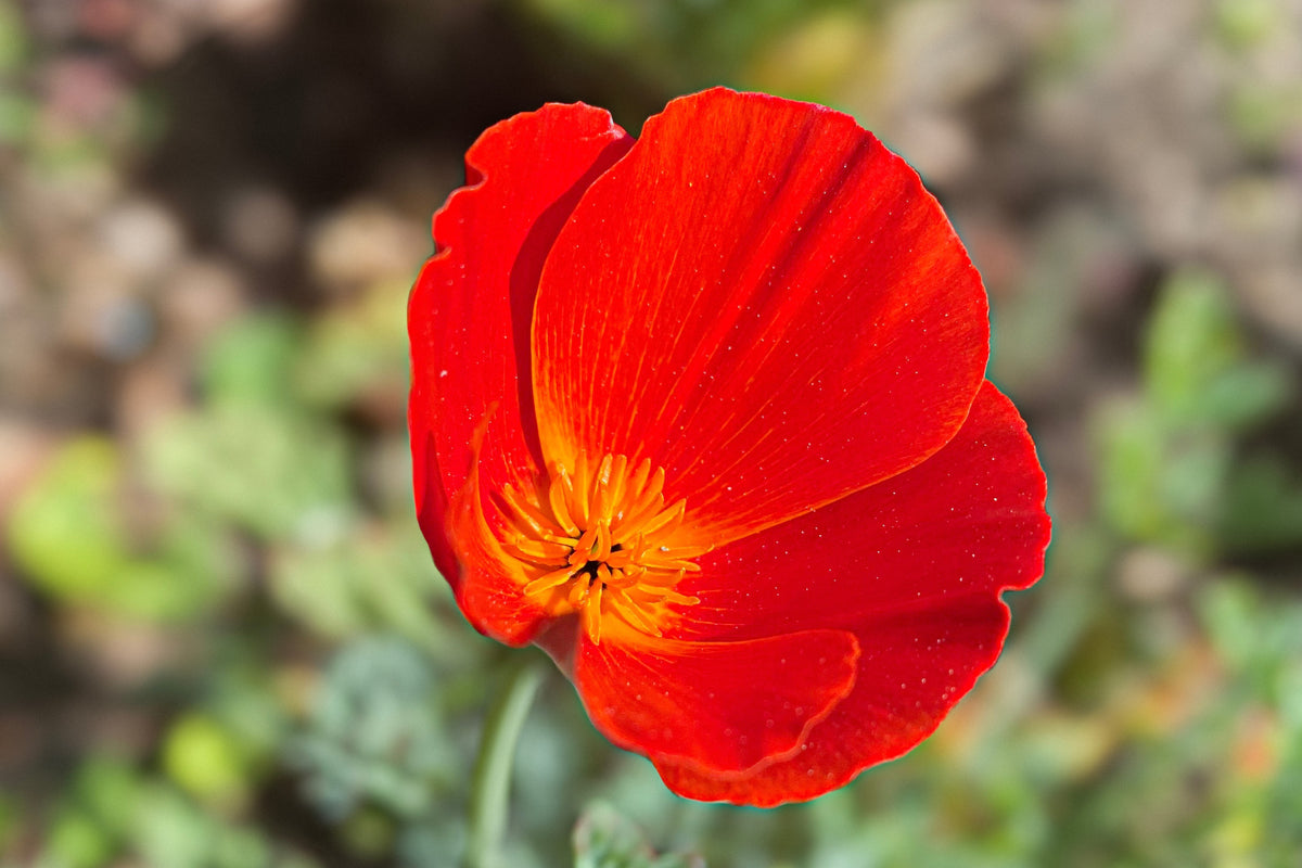 Mixed Colors California Poppy (Ballerina / Mission Bells) Eschscholzia Californica Flower Seeds – photo 15