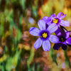 200 BLUE EYED GRASS (Western or Californian) Sisyrinchium Bellum Flower Seeds
