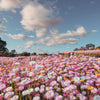 100 MIXED DOUBLE ACROCLINIUM Paper Daisy Helipterum Rhodanthe Flower Seeds