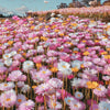 100 MIXED DOUBLE ACROCLINIUM Paper Daisy Helipterum Rhodanthe Flower Seeds
