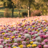 100 MIXED DOUBLE ACROCLINIUM Paper Daisy Helipterum Rhodanthe Flower Seeds