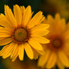 100 SWAMP SUNFLOWER (Narrowleaf Sunflower) Helianthus Angustifolius Flower Seeds