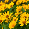 100 SWAMP SUNFLOWER (Narrowleaf Sunflower) Helianthus Angustifolius Flower Seeds