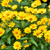 100 SWAMP SUNFLOWER (Narrowleaf Sunflower) Helianthus Angustifolius Flower Seeds
