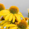 50 OZARK GOLD CONEFLOWER Echinacea Paradoxa Yellow Bush's Coneflower Flower Seeds