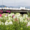 200 WHITE QUEEN CLEOME (Spider Flower) Cleome Hassleriana Cleome Spinosa Flower Seeds