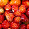 Vesca Baron Strawberry Seeds – Solemacher Berry Fragari Fruit – photo 8