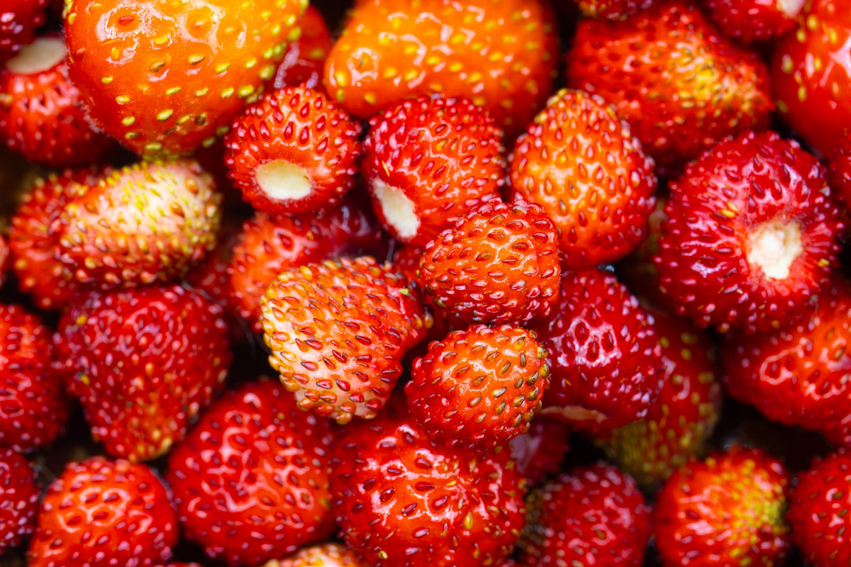 Vesca Baron Strawberry Seeds – Solemacher Berry Fragari Fruit – photo 8