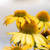 50 OZARK GOLD CONEFLOWER Echinacea Paradoxa Yellow Bush's Coneflower Flower Seeds