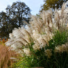 10 RED MAIDEN GRASS Miscanthus Sinensis Plumes Ornamental Flower Seeds
