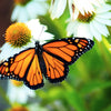 50 WHITE CONEFLOWER Echinacea Purpurea Flower Seeds