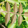 30 CHINESE SUMAC TREE Nutgall White Flowers Red Berries Rhus Chinensis Seeds