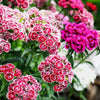 Mixed Colors Sweet William Dianthus Barbatus Color Mix Red White Pink Bicolor Flower Seeds – photo 3