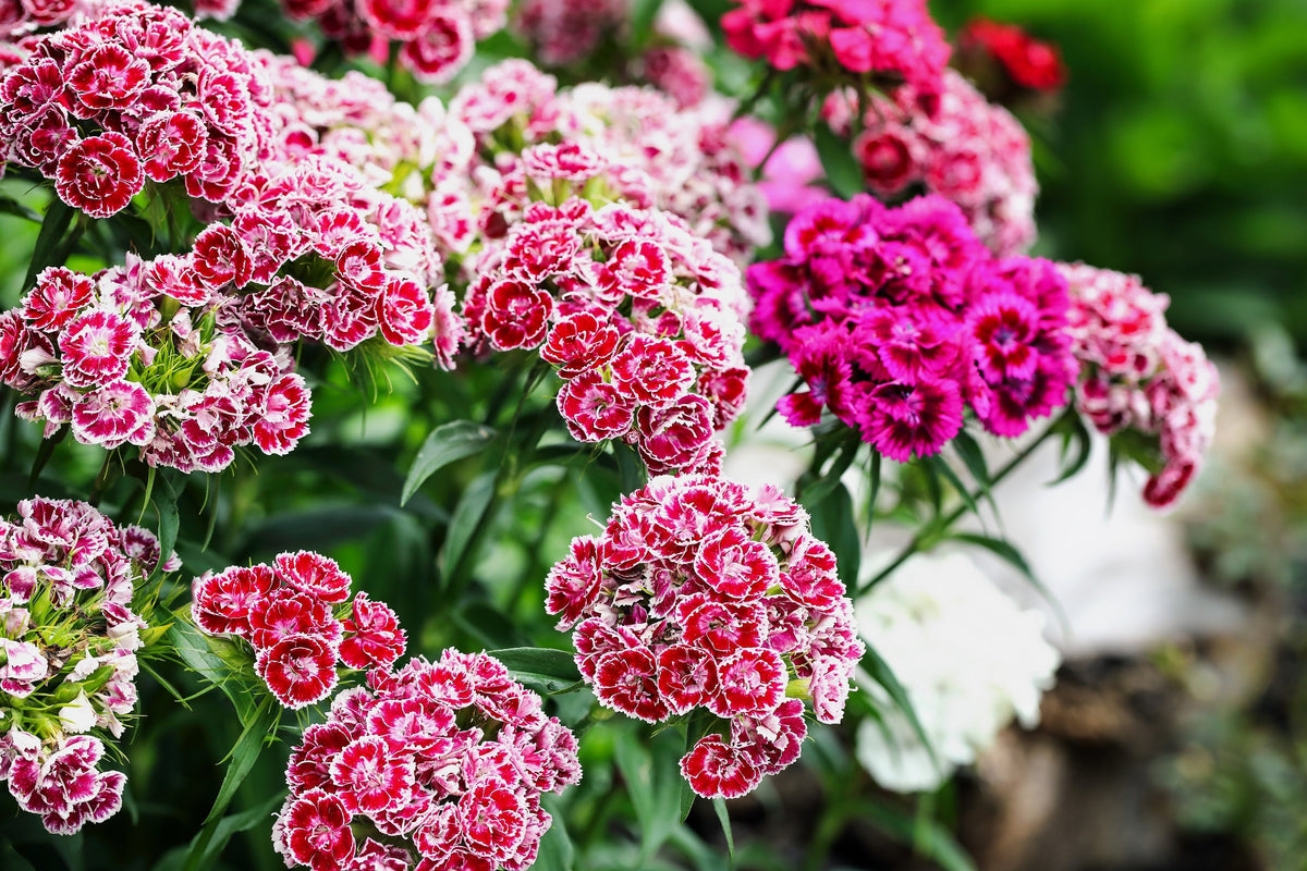 Mixed Colors Sweet William Dianthus Barbatus Color Mix Red White Pink Bicolor Flower Seeds – photo 3
