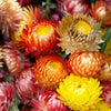 Tall Double Mixed Colors Strawflower Helichrysum Monstrosum Flower Seeds – photo 2