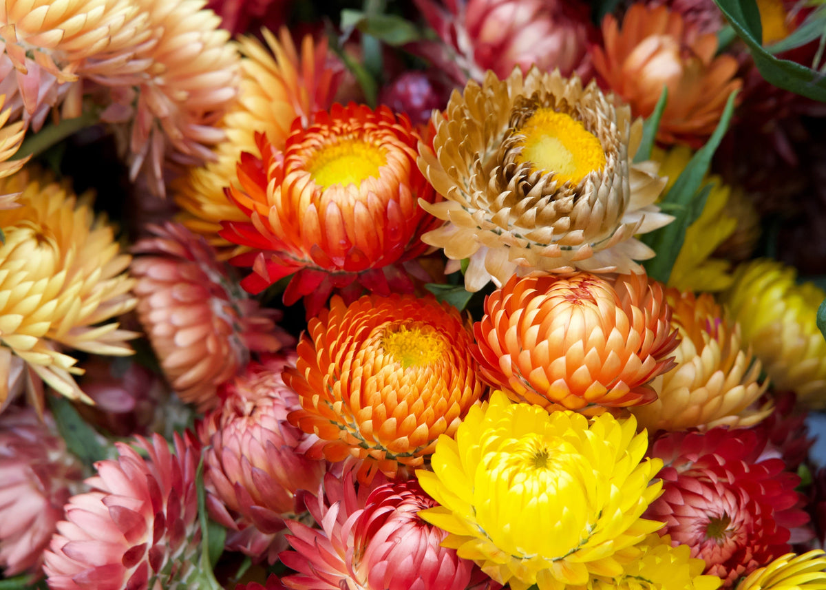 Tall Double Mixed Colors Strawflower Helichrysum Monstrosum Flower Seeds – photo 2