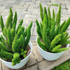 10 EMERALD ASPARAGUS FERN A. Densiflorus Mazeppa Houseplant Flower Seeds