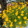 1000 DAHLBERG DAISY Thymophylla Tenuiloba Yellow Flower Seeds - aka Golden Fleece, Gold Carpet,  Shooting Star