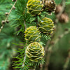 25 JAPANESE LARCH TREE Conifer Pine Cones Bonsai Larix Kaempferi Seeds