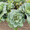 250 VATES COLLARDS Collard Greens Brassica Oleracea Acephala Vegetable Seeds