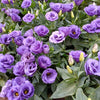20 Mixed Colors LISIANTHUS Eustoma Grandiflorum Bluebell Gentian Flower Seeds