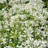 25 WHITE LILY of the NILE Agapanthus Orientalis African Lily Flower Seeds