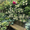 50 CLIMBING HYDRANGEA Anomala Petiolaris Vine Flower Seeds