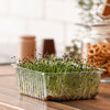 Organic Buckwheat Seeds – Fagopyrum Esculentum Grain Cover Crop Ground Cover Flower Vegetable – photo 6