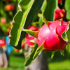 20 PURPLE DRAGON FRUIT (Pitaya / Pitahaya / Strawberry Pear) Hylocereus Undatus Cactus Seeds